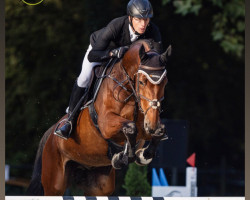 jumper King Kuba (Selle Français, 2016, from Kannan)