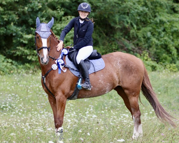 jumper Quibell 37 (German Sport Horse, 2016, from Quasimodo vd Molendreef) jumper Quibell 37 (German Sport Horse, 2016, from Quasimodo vd Molendreef)
