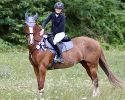 jumper Quibell 37 (German Sport Horse, 2016, from Quasimodo vd Molendreef)