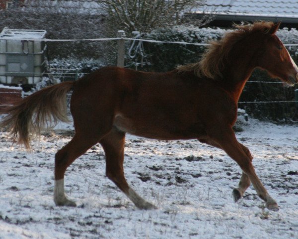 broodmare Ohana SMR (Mecklenburg, 2022, from Okawango)