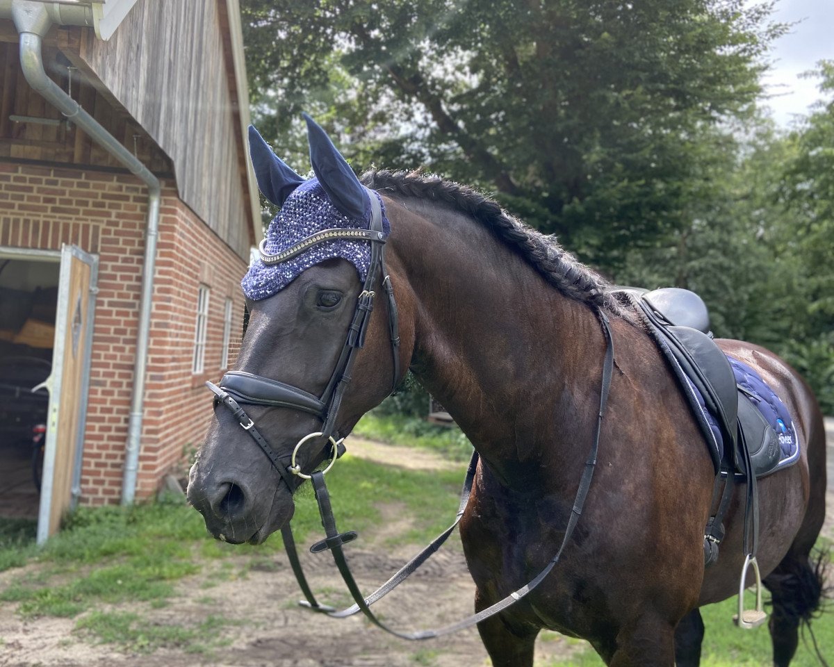 dressage horse Imke 24 (Friese, 2018)