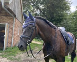 dressage horse Imke 24 (Friese, 2018)