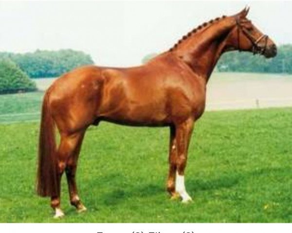Deckhengst Wolkentanz II (Hannoveraner, 1995, von Weltmeyer)