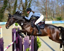 jumper Eclipse de F Z (Zangersheide riding horse, 2014, from Eldorado de Hus)