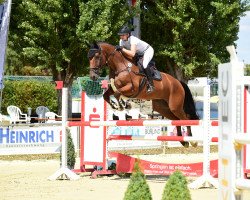 Springpferd Acteur 27 (Hannoveraner, 2016, von Action-Breaker)