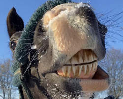 jumper Mr. P. Fidgety oder einfach Pe (German Riding Pony, 2019, from Primera Vez)