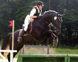 broodmare Synfonie (Brandenburg, 2006, from Saccor)
