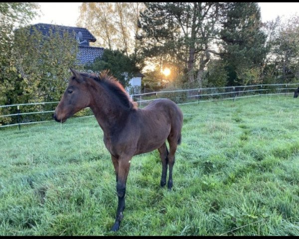 Pferd Sesriem Sanary-sur-Mer (Westfale, 2022, von Sir Escolar)
