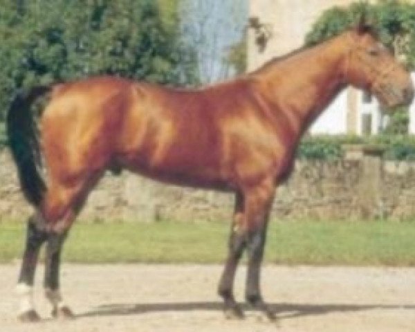 Deckhengst Alme de la Haye (Selle Français, 1988, von Quat'Sous)