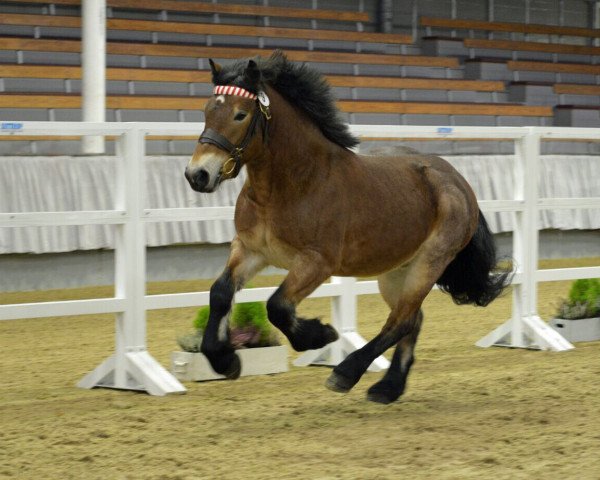 Pferd Nestro (Rheinisch-Deutsches Kaltblut, 2015, von Newton)