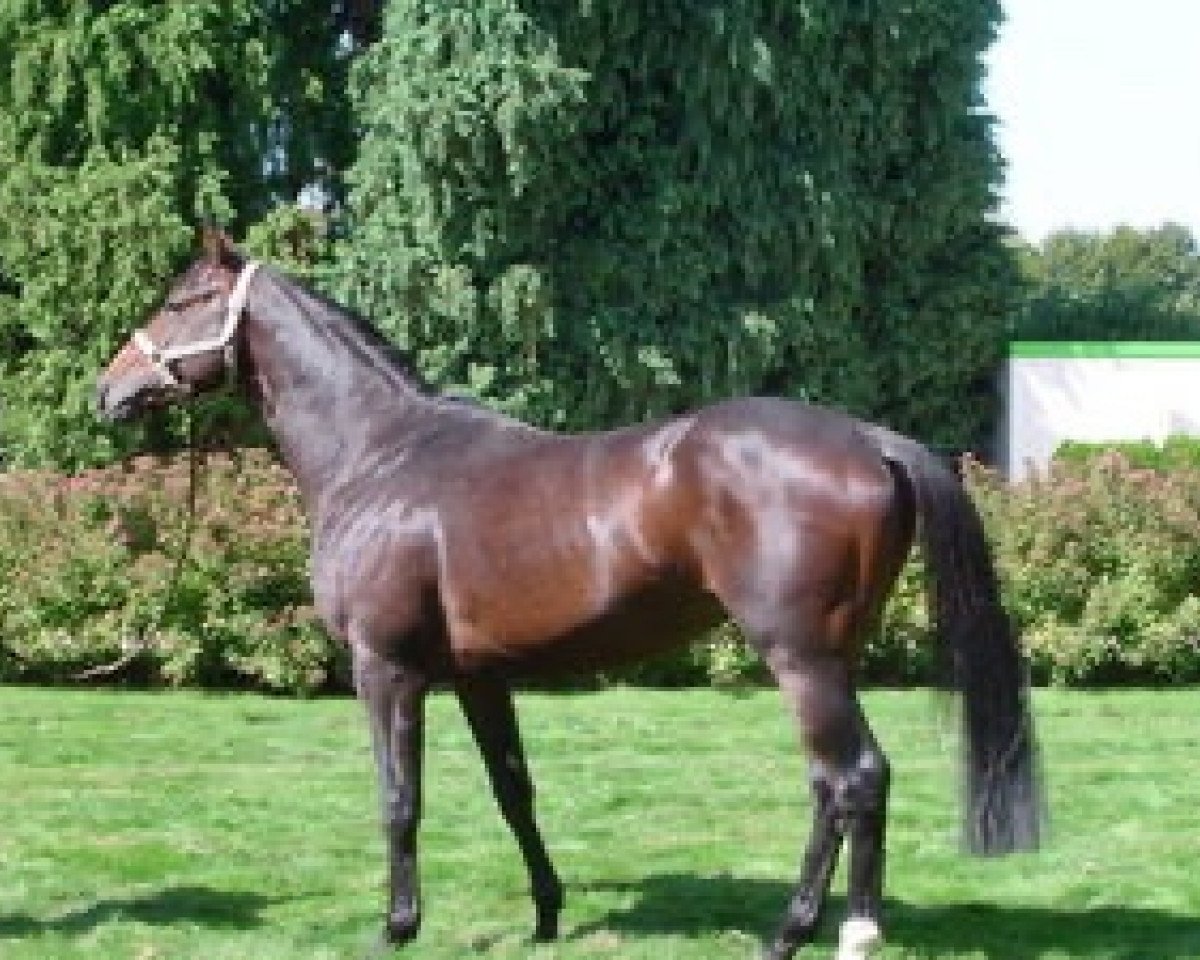 Deckhengst O'Pif d'Ivraie AA (Anglo-Araber, 2002, von Hermes d'Authieux AA)