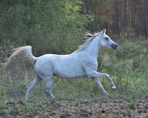 broodmare Faridah ox (Arabian purebred, 2008, from Pamir ox)