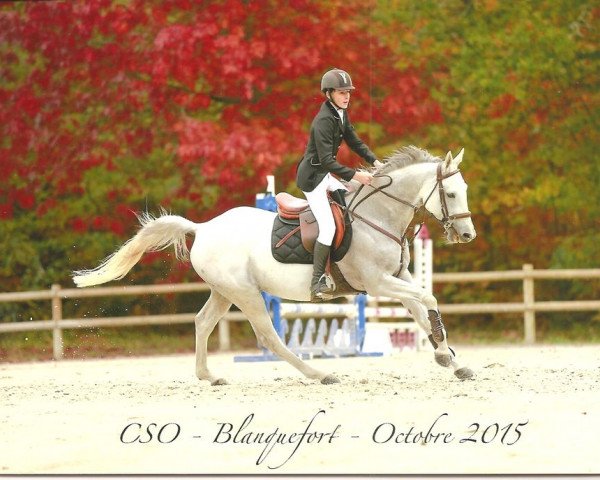 stallion Qlaloc Aubourgere (Selle Français, 2004, from Dollar de la Pierre)