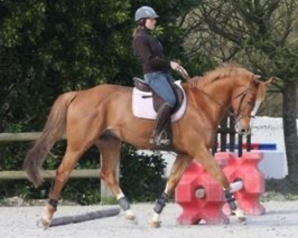 horse Otop d'Une (Selle Français, 2002, from Quidam de Revel)