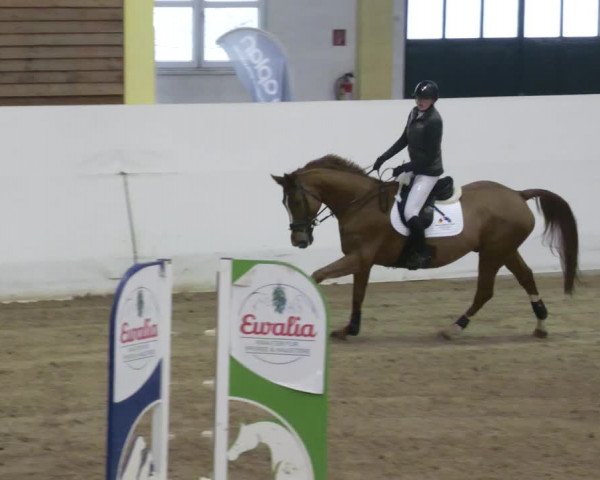 Reitturnier Stadl-Paura 2023