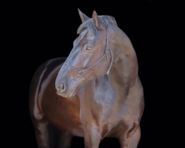 horse Nero (Polish Warmblood, 2014, from Farmer)
