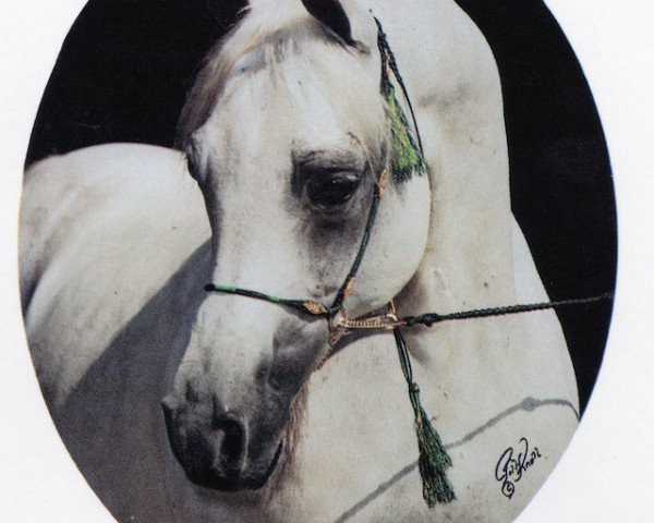 stallion Ibn Raffon ox (Arabian purebred, 1966, from Raffon ox)