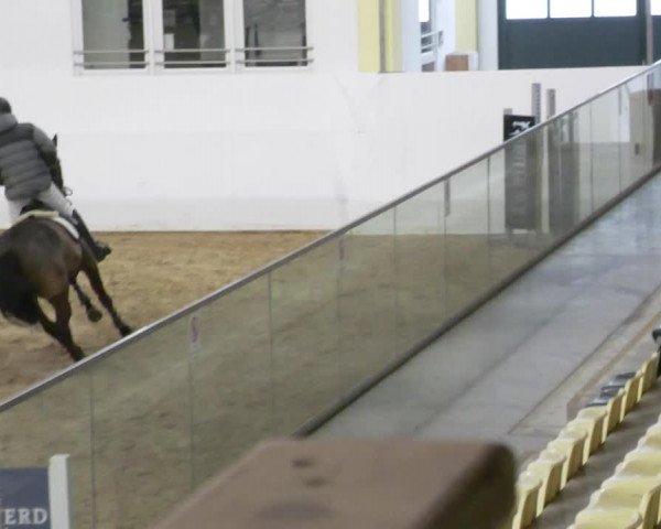 Reitturnier Stadl-Paura 2023