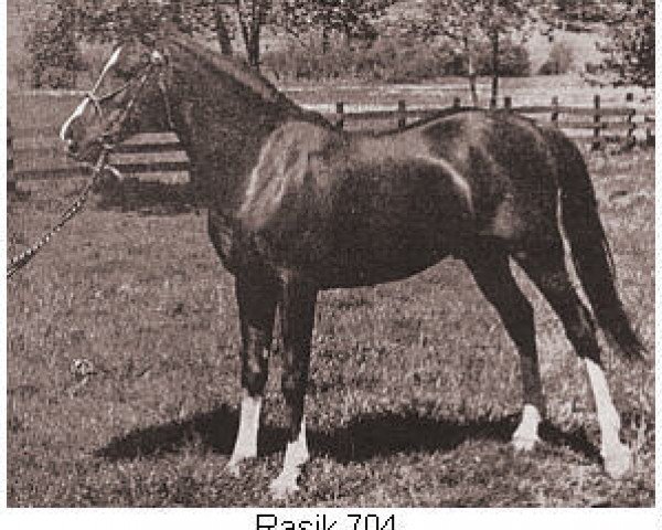 stallion Rasik ox (Arabian purebred, 1929, from Nasik 1908 ox)