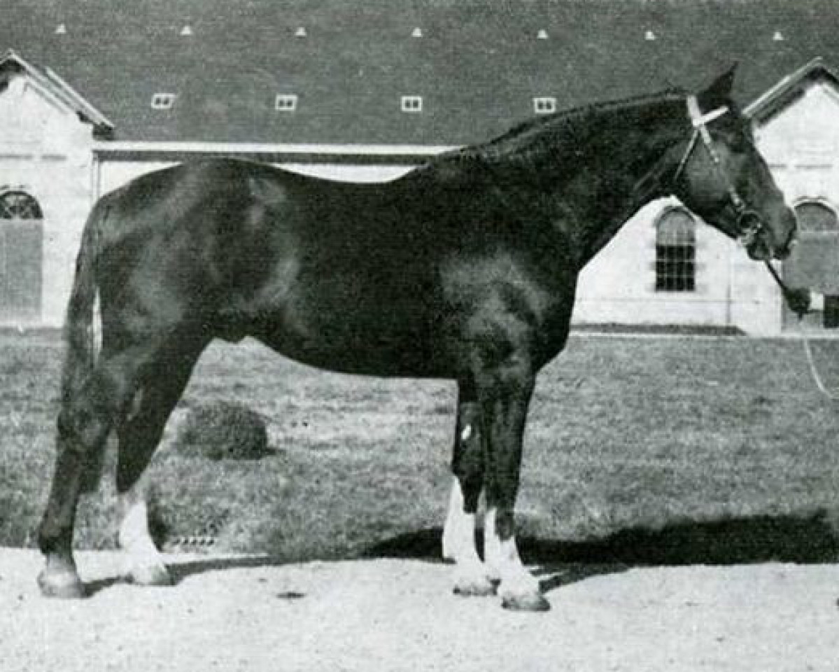 Deckhengst Avranchin (Anglo-Normanne, 1944, von Quaker)