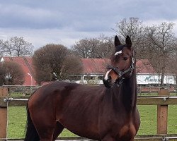 Pferd Comtessa (Westfale, 2016, von Cordess 2)