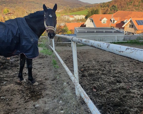 Springpferd Listiger Lurch Df (Brandenburger, 2009, von Levistano)