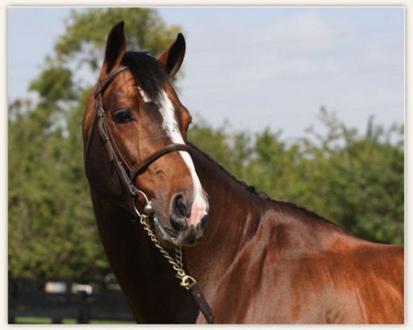 stallion Twisther (KWPN (Royal Dutch Sporthorse), 2000, from Farmer)