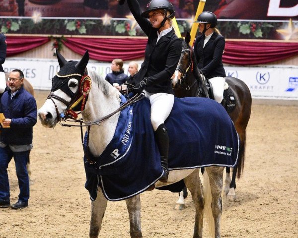 jumper Niobe van 't Commercehof (Belgian Warmblood, 2013, from Adorado)