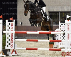 jumper Nadal M (Belgian Warmblood, 2013, from Del Piero P&B)