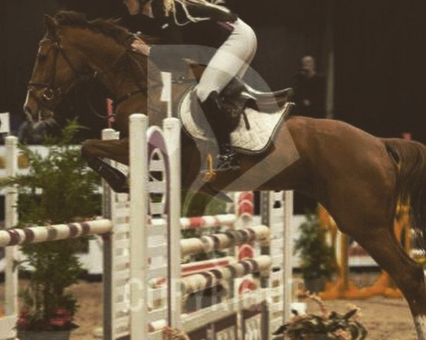 jumper Lilly Marleen 12 (Holsteiner, 1996, from Corofino I)
