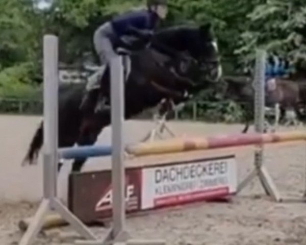 horse Florange (Bavarian, 2014, from Locksley III)