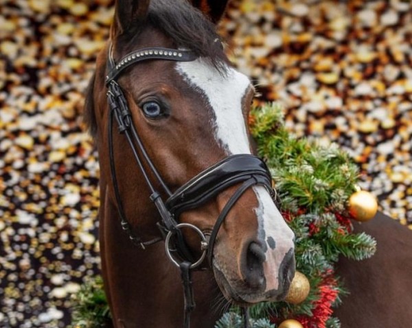 horse Secret (Bavarian, 2015, from Belissimo NRW)