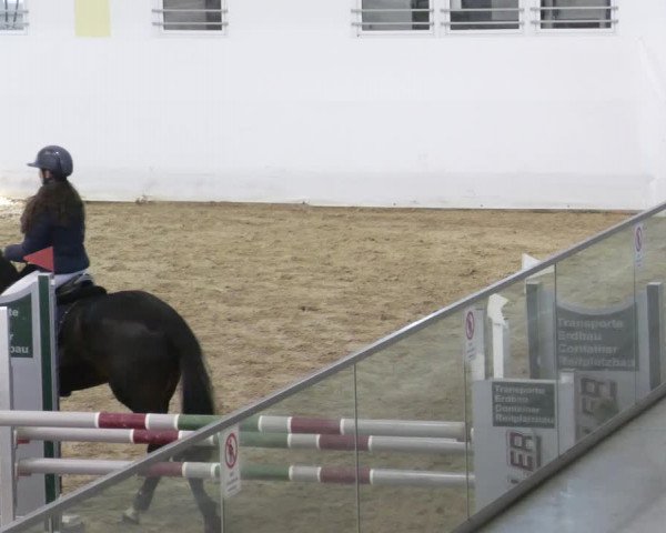 Reitturnier Stadl-Paura 2023