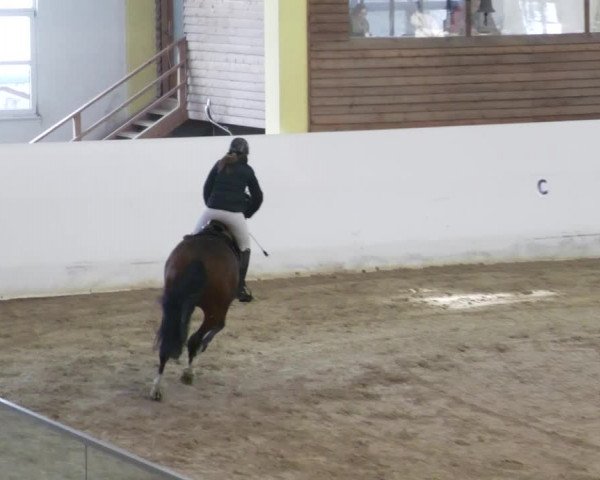 Reitturnier Stadl-Paura 2023