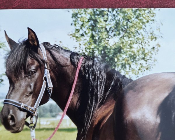 horse Casyd El Assuad (Arabian purebred, 1990, from Khamal El Assuad ox)