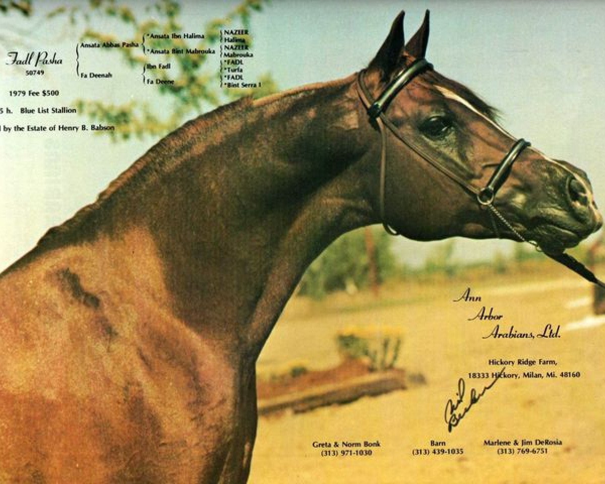 stallion Fadl Pasha ox (Arabian purebred, 1968, from Ansata Abbas Pasha 1964 ox)