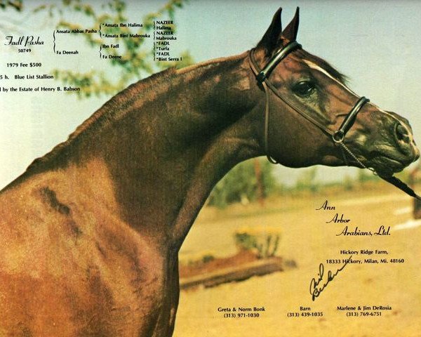 Deckhengst Fadl Pasha ox (Vollblutaraber, 1968, von Ansata Abbas Pasha 1964 ox)