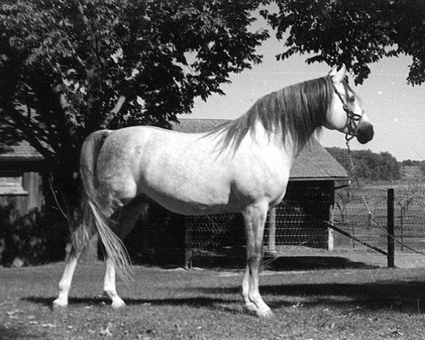stallion Ibn Fadl ox (Arabian purebred, 1946, from Fadl 1930 RAS)