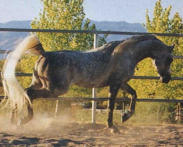 stallion Maar Ibn Ali ox (Arabian purebred, 1986, from Ruminaja Ali 1976 ox)
