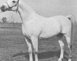 horse Bu-Zahr ox (Arabian purebred, 1957, from Ferzon ox)