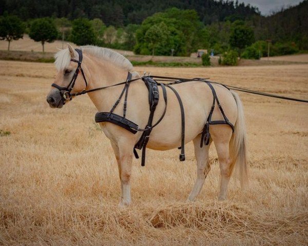 broodmare Kayci (Fjord Horse, 2010, from Kalusha)