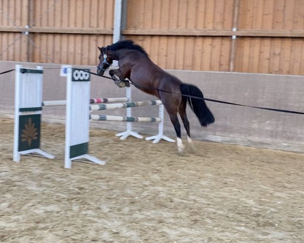 Springpferd Eulenhof's Heesel (Welsh-Cob (Sek. C), 2014, von Arvalon Sion)