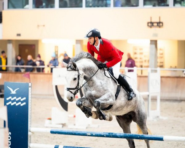 horse Celine EM (Westphalian, 2018, from Cornet Obolensky)