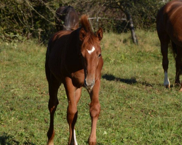 horse Moonlight Red (German Warmblood, 2021, from DSP Marc Cain)