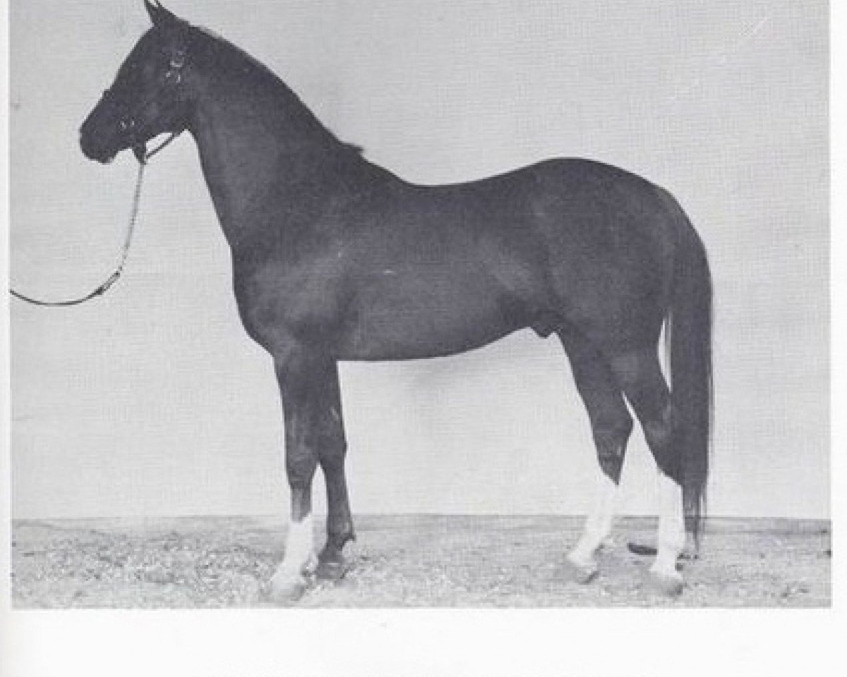 stallion Gaysar ox (Arabian purebred, 1942, from Rifage ox)