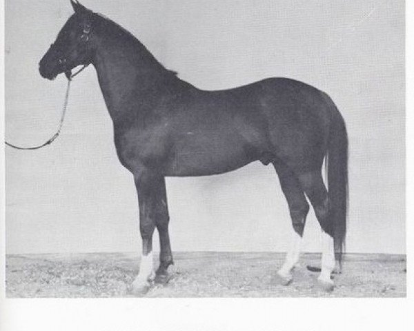 stallion Gaysar ox (Arabian purebred, 1942, from Rifage ox)