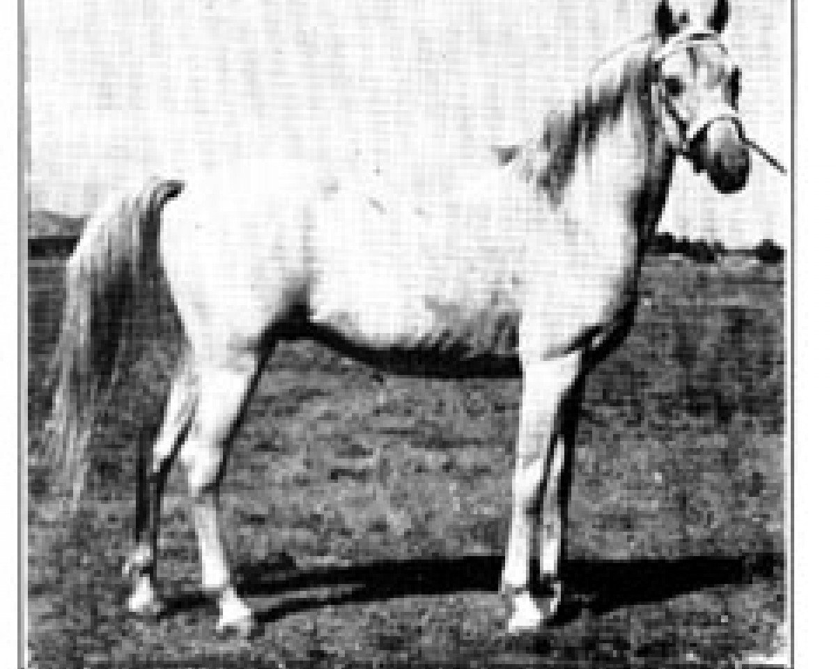 stallion Rifage ox (Arabian purebred, 1936, from Mirage 1919 ox)