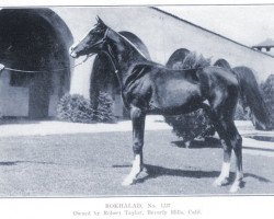 stallion Rokhalad ox (Arabian purebred, 1936, from Hanad 1922 ox)