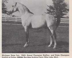 stallion Ferok ox (Arabian purebred, 1951, from Ferseyn ox)