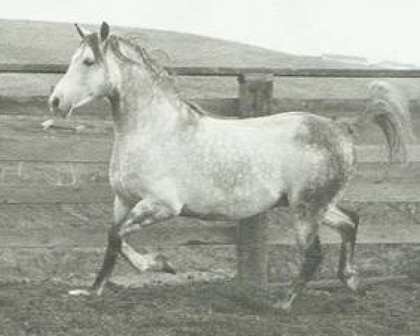 stallion Sur-Grande ox (Arabian purebred, 1956, from Sureyn ox)